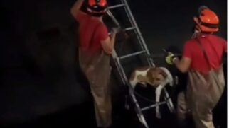 Um cachorro foi resgatado pelo Corpo de Bombeiros de dentro do Canal 7