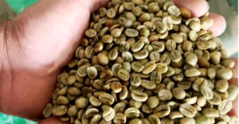Minas Gerais é o maior estado produtor de café do país e responde por 50% do total brasileiro.
