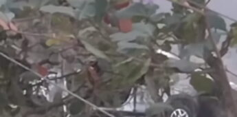 Um carro caiu no canal na Avenida Guadalajara, na Enseada, em Guarujá.