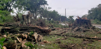 Árvores da Avenida Tancredo Neves sofram derrubadas para a construção de um viaduto