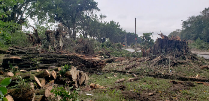 Árvores da Avenida Tancredo Neves sofram derrubadas para a construção de um viaduto