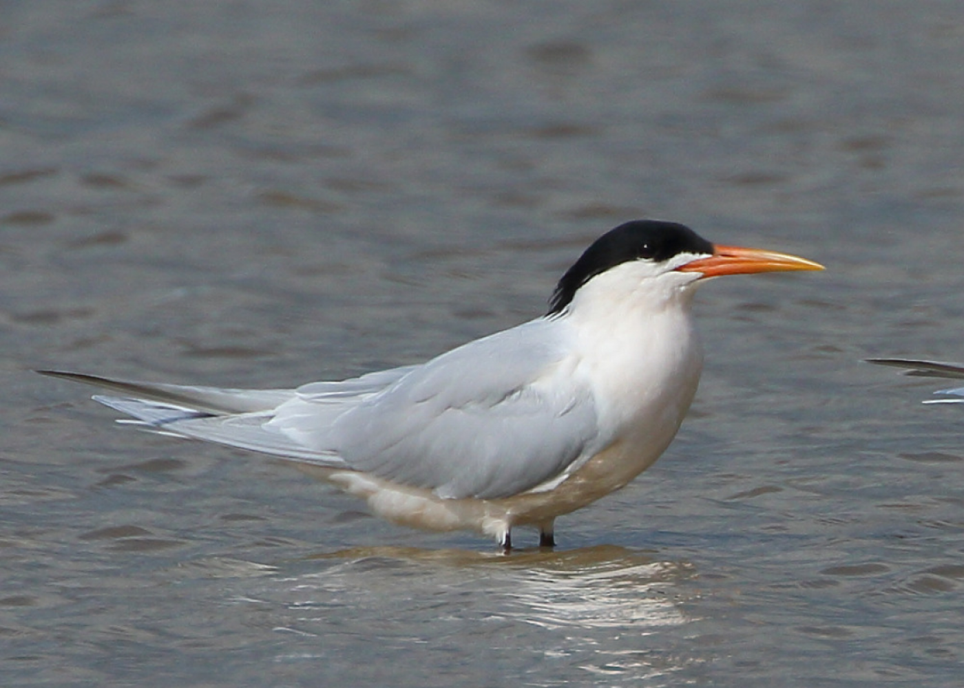 Embora não registre casos em humanos, duas aves migratórias, da espécie trinta-réis, foram identificadas com a doença após serem recolhidas na Cidade