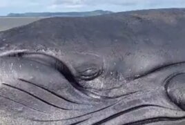 Uma baleia jubarte que encalhou em uma praia da Bahia morreu na última segunda-feira (17).