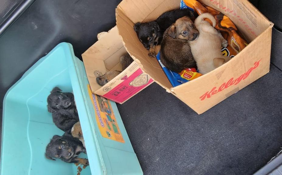 Filhotes foram abandonados em via no bairro Santa Maria.