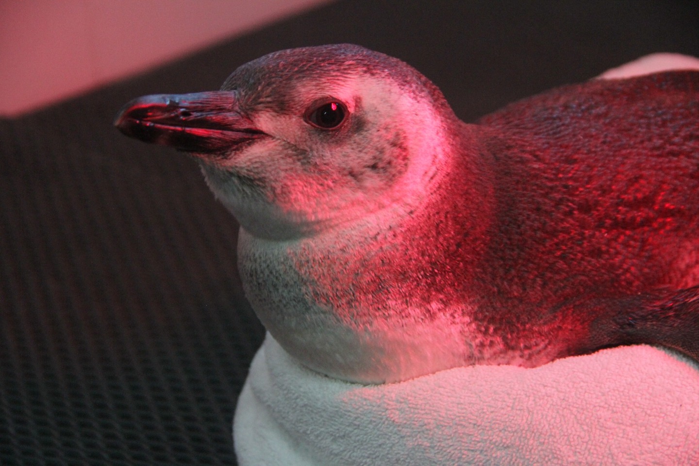 Neste momento, 14 animais permanecem em reabilitação na instituição