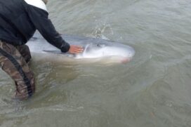 Golfinho ferido é encontrado em praia do litoral de SP