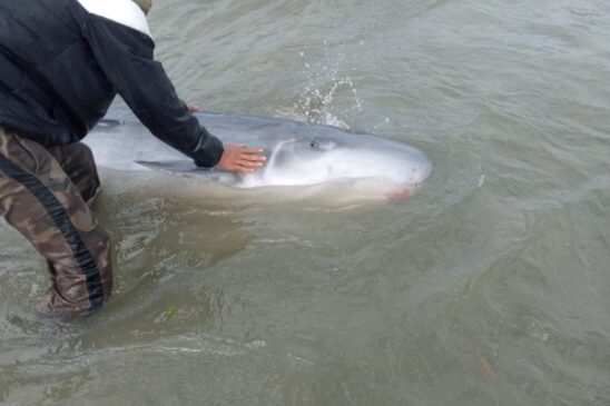 Golfinho ferido é encontrado em praia do litoral de SP