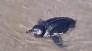 Um pinguim-de-Magalhães (Spheniscus magellanicus) foi resgatado na quinta-feira (29) por uma equipe do Instituto Biopesca (IBP).