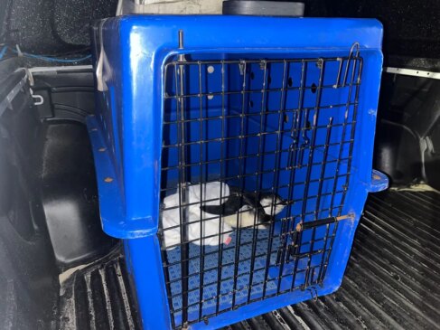 Pinguim resgatado na Baixada Santista