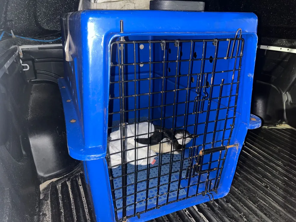 Pinguim resgatado na Baixada Santista