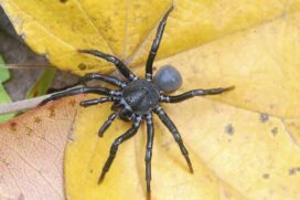 A aranha de alçapão Ummidia solana