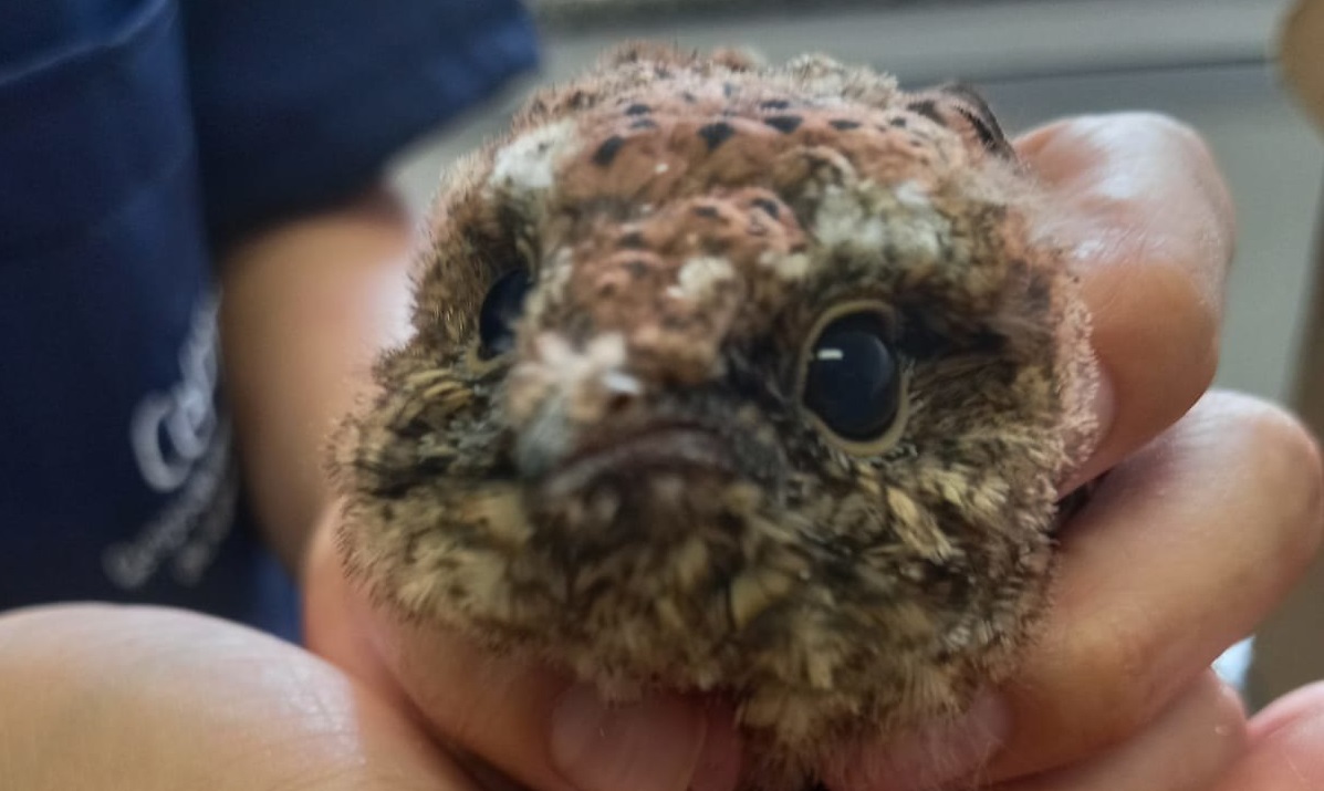 De janeiro a junho deste ano, o GDA resgatou 117 animais