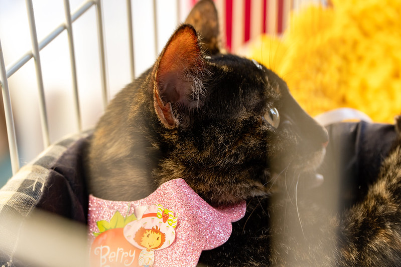 Mais de 80 pets, entre cães e gatos, estão disponíveis para adoção