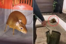 O animal entrou por um vão e caiu no meio do estabelecimento que funcionava normalmente