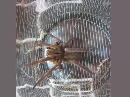 Os bombeiros suspeitam que a aranha pode ser da família Ctenidae