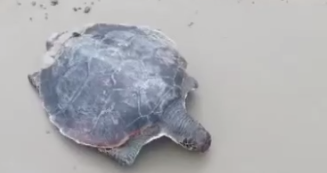 Uma tartaruga foi encontrada na praia do Indaiá, em Bertioga, durante a manhã desta terça-feira (1&ordm;).