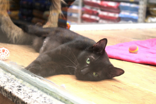 Furtado queria proibir a venda cães, gatos, pássaros, coelhos e outros
