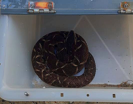 A Secretaria de Meio Ambiente de Bertioga, por meio do Departamento de Operações Ambientais (DOA), realizou o resgate de dois animais silvestres em área urbana no início dessa semana