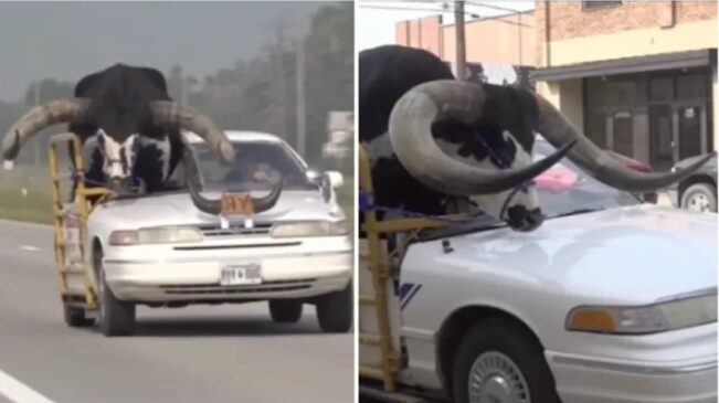 Os agentes, porém, se espantaram com o tamanho do animal e resolveram parar o veículo, segundo Reiman