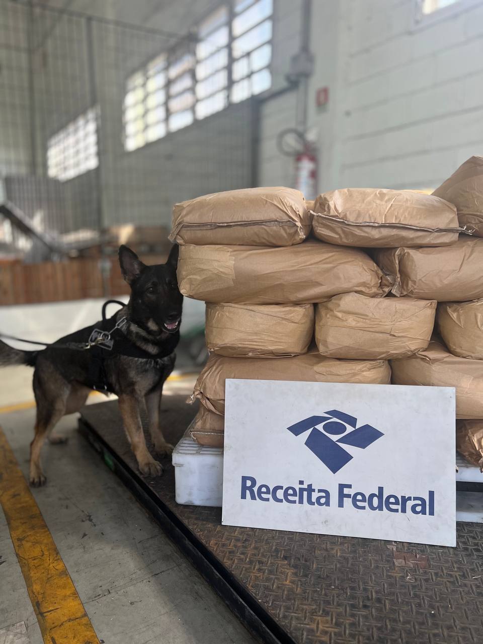 Foi a primeira indicação do novo cão de faro da Alfândega de Santos