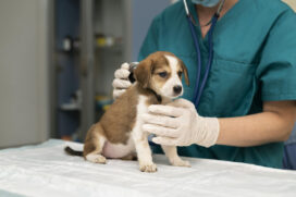 Segundo a veterinária Fabia Gabriela, entrevistada pela Gazeta e pelo Díario, algumas plantas podem fazer mal aos pets se ingeridas
