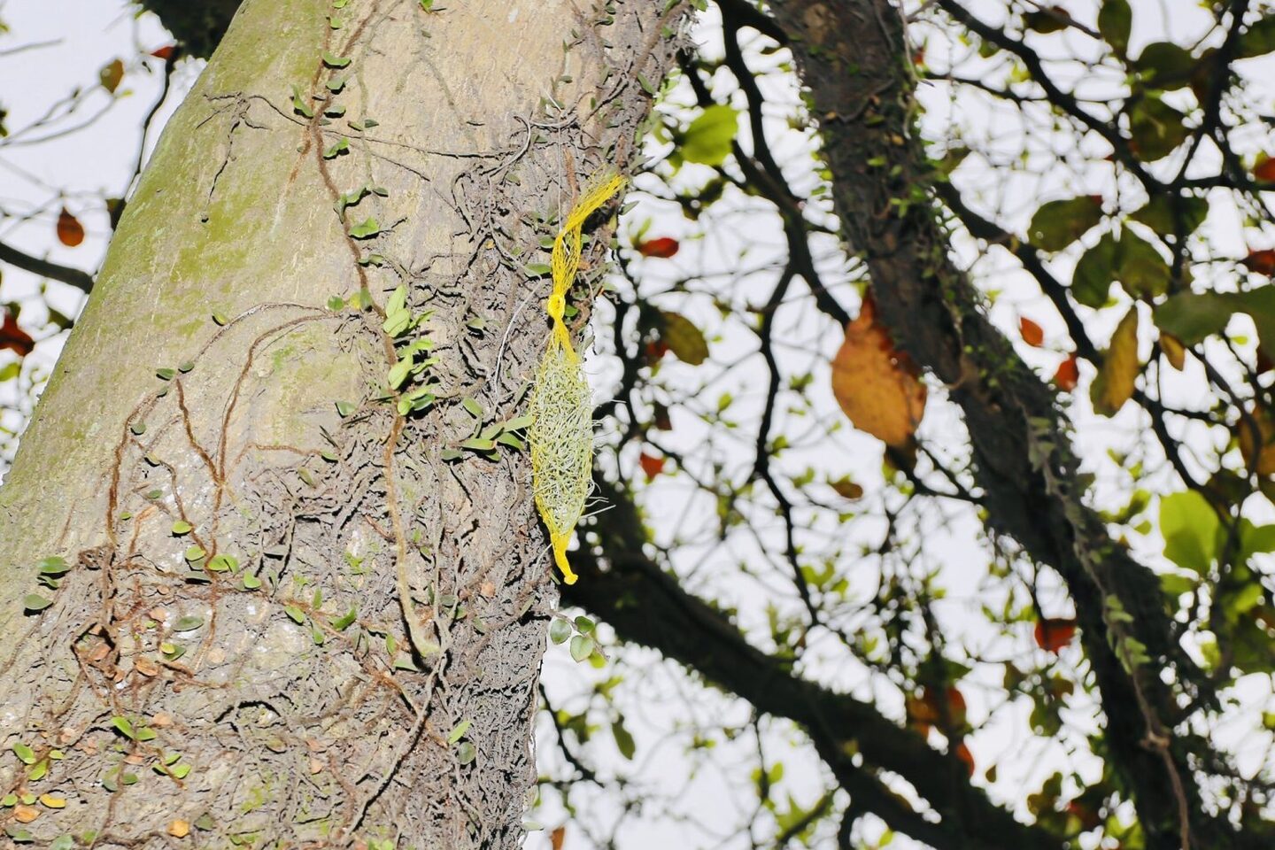 Medidas visam aprimorar a qualidade do ar em áreas portuárias do Distrito de Vicente de Carvalho