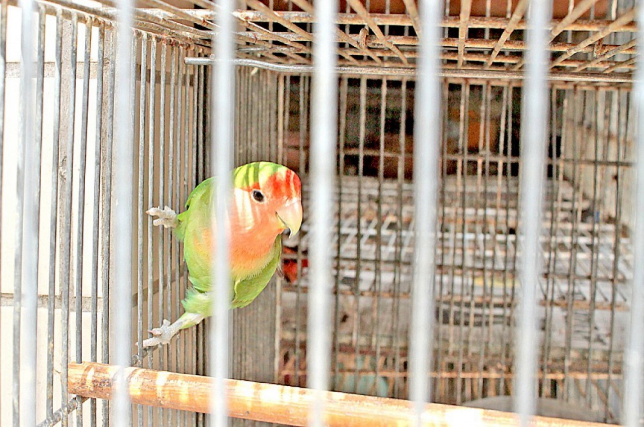 Lei santista proibia venda de cães e gatos, peixes, roedores e pássaros