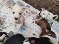 A ONG Patinhas que Brilham irá levar cães e gatos para a feira de adoção que acontece no próximo sábado (23)