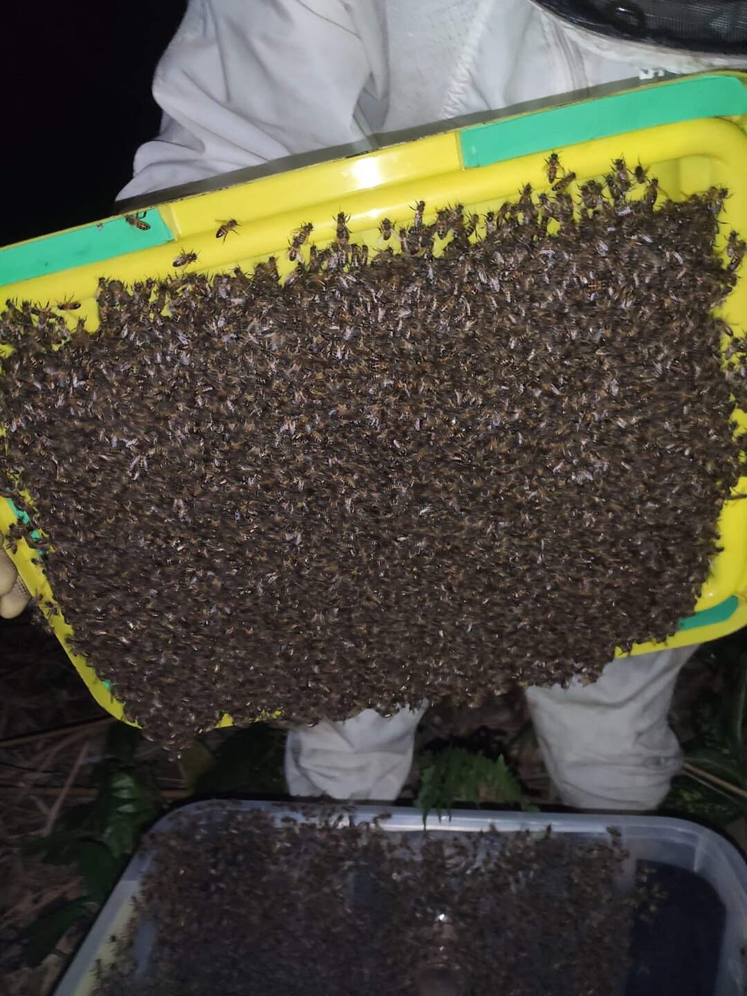 Animais foram capturados e soltos na natureza com segurança