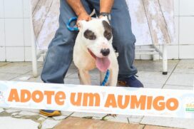 Para adotar um desses bichinhos, basta comparecer à Ubasa Centro, de segunda a sexta-feira, das 9h às 16h30, munidos de documento com foto e comprovante de residência