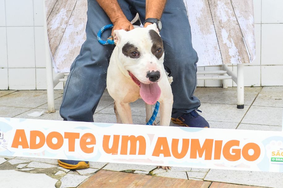 Para adotar um desses bichinhos, basta comparecer à Ubasa Centro, de segunda a sexta-feira, das 9h às 16h30, munidos de documento com foto e comprovante de residência