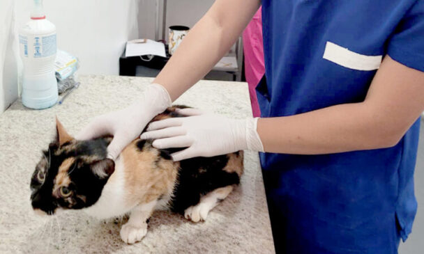 Objetivo é promover o cuidado com os animais