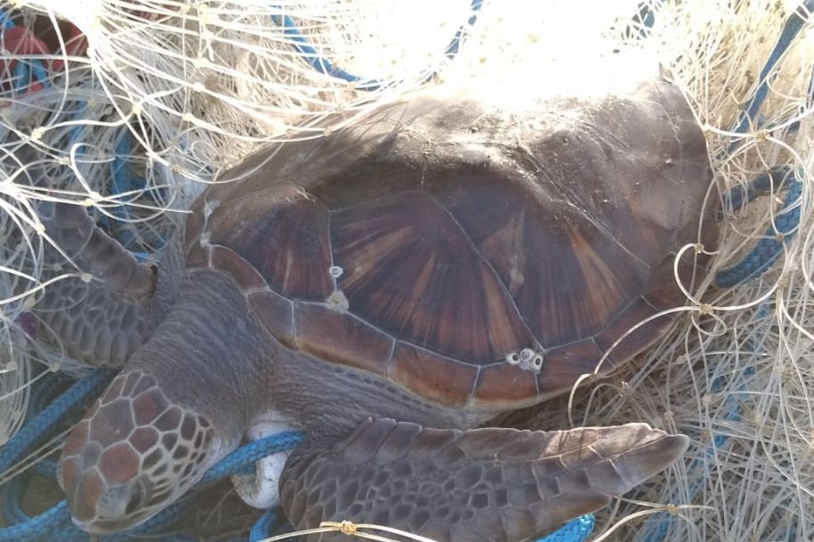 Animal foi salvo no Parque Estadual Xixová-Japuí