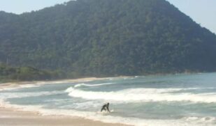 Acesso para a Prainha Branca é por uma trilha com 30 minutos de duração