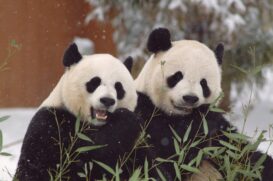 Em meio a uma escalada de tensões, a China está chamando seus embaixadores mais carismáticos de volta