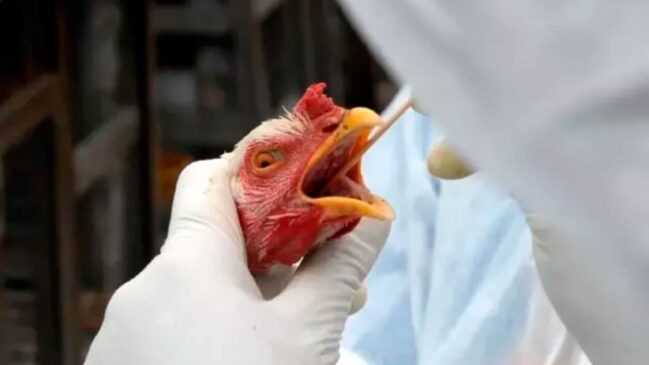 Transmissão geralmente é feita em locais de agregação das aves