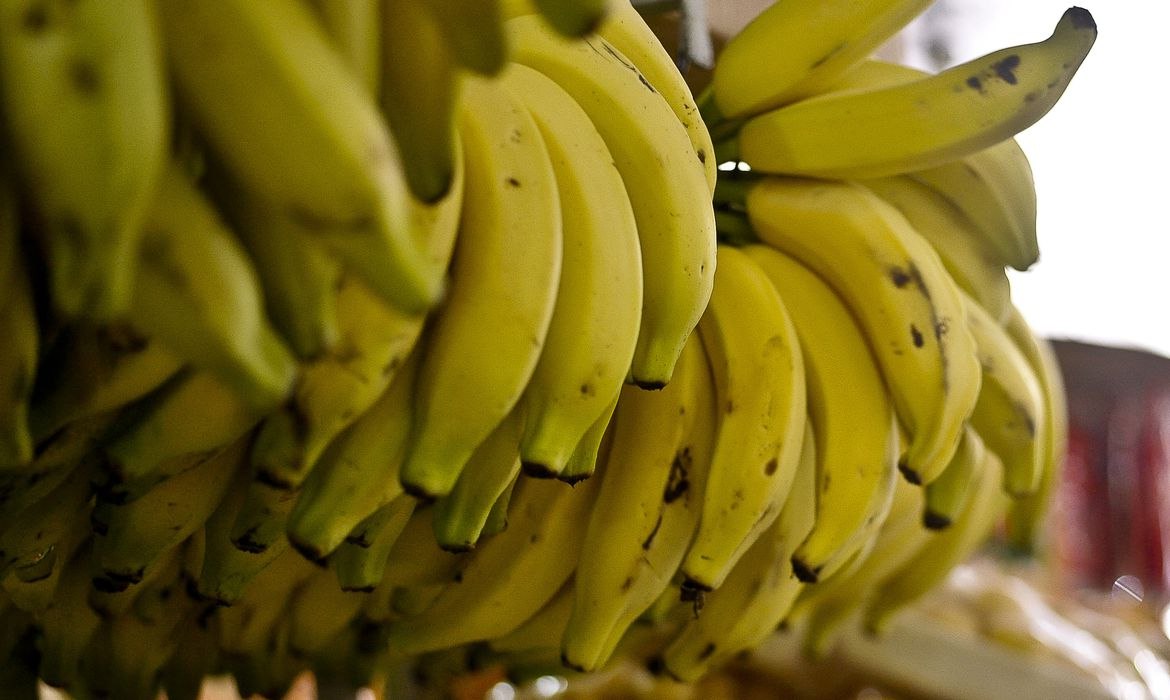 A produção paulista ajuda a manter o Brasil entre os principais produtores de banana do mundo
