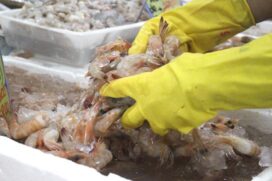 Estrogonofe, risoto, escondidinho, na moranga... Prepare o seu arsenal de receitas porque vem aí mais uma chuva de descontos do Mercado de Peixes de Santos