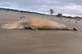 Em Ilha Comprida, o mar agitado desenterrou três baleias da espécie jubarte que haviam aparecido mortas