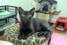 Os gatos pretos são alvos de superstições e mitos antigos associados ao azar.