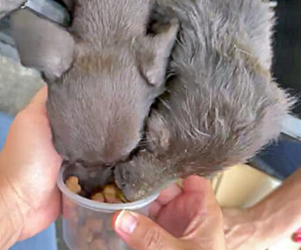 Seis cães e um gato estavam em situação de maus tratos e de abandono, em uma casa, pela equipe da prefeitura, em Itanhaém