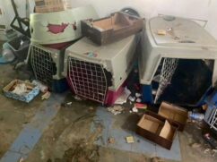 O caso foi registrado como crime de abuso a animais
