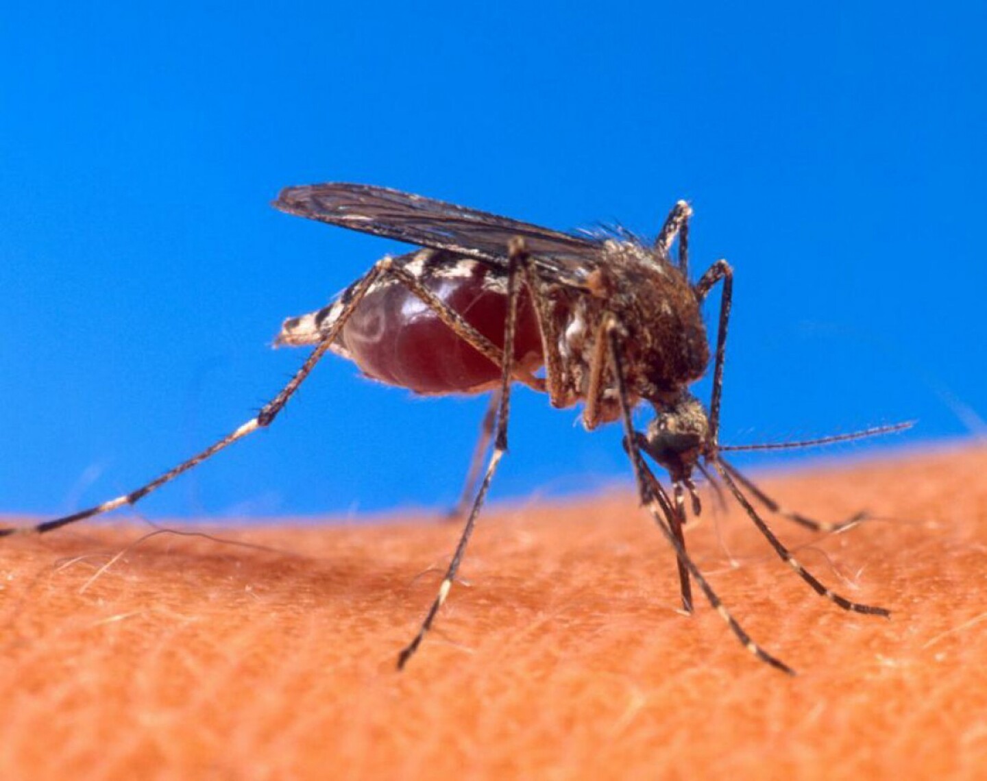 Aedes aegypti causa doenças como dengue e chikungunya