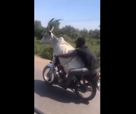 Vaca foi flagrada 'pilotando' moto e episódio viralizou