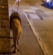 Leão que fugiu de circo e assustou cidade italiana foi capturado horas depois