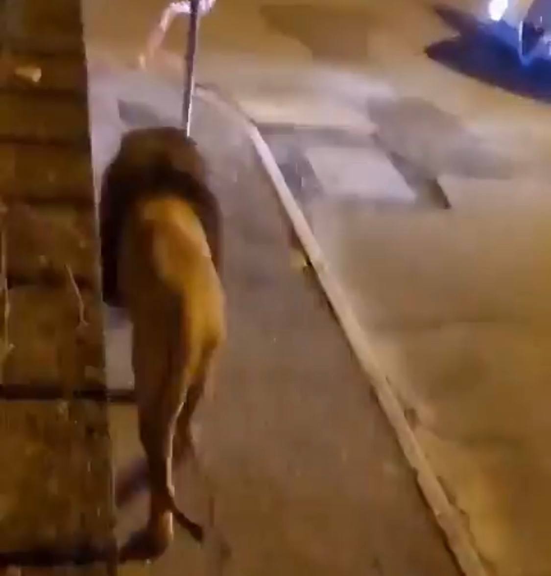 Leão que fugiu de circo e assustou cidade italiana foi capturado horas depois