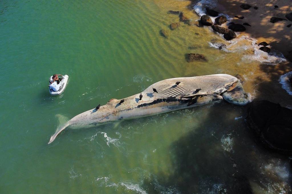 Baleia em decomposição encontrada perto da Ilha Anchieta, em Ubatuba
