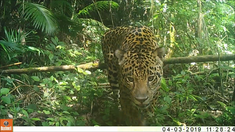 A pesquisadora reforça que São Paulo exerce um papel fundamental na conservação da espécie em risco de extinção crítico