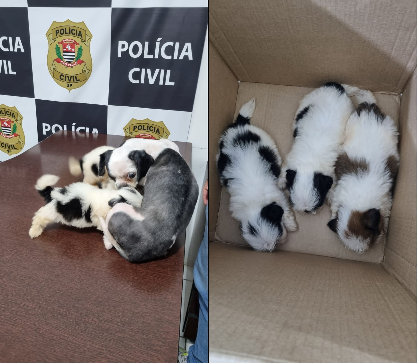 Investigadores conseguiram identificar dois homens, ambos com 18 anos, como autores do furto