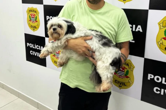 Cachorro da raça Lhasa Apso que estava sofrendo maus-tratos de seu tutor